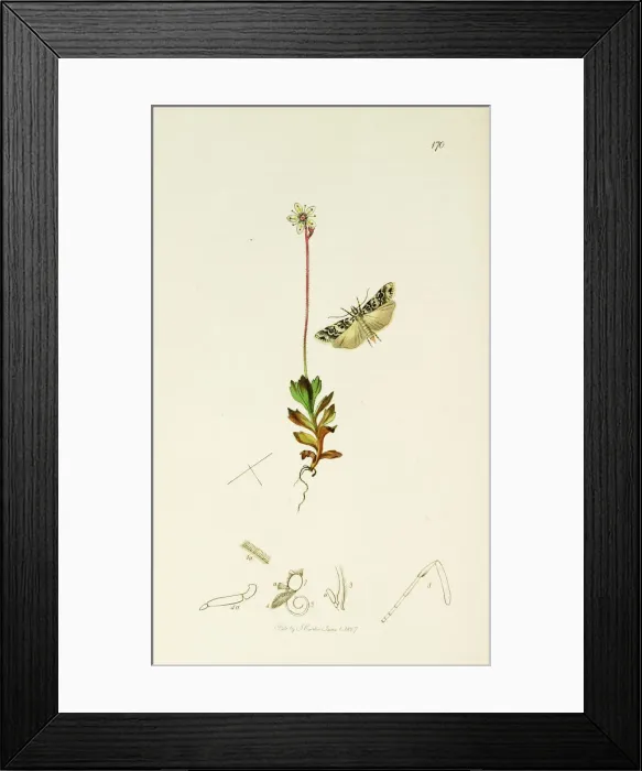 Framed Print : Curtis British Entomology Plate 170 Framed Print : Curtis British Entomology Plate 170