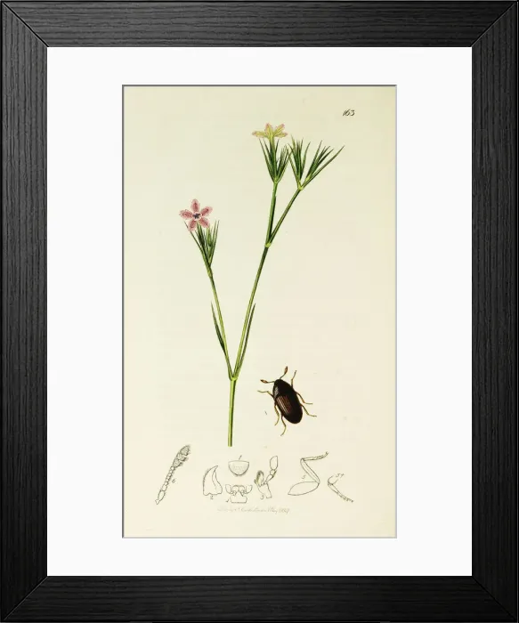 Framed Print : Curtis British Entomology Plate 163 Framed Print : Curtis British Entomology Plate 163