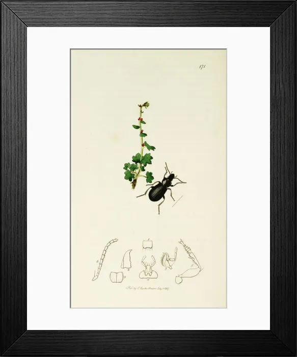 Framed Print : Curtis British Entomology Plate 171 Framed Print : Curtis British Entomology Plate 171