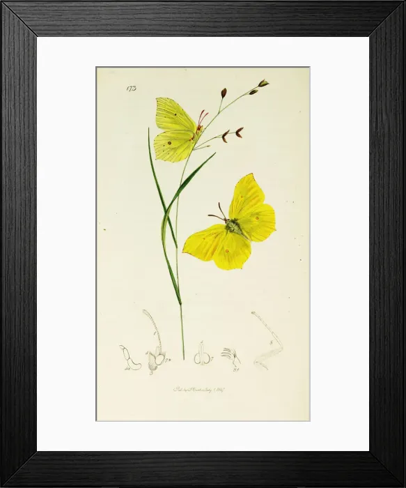 Framed Print : Curtis British Entomology Plate 173 Framed Print : Curtis British Entomology Plate 173