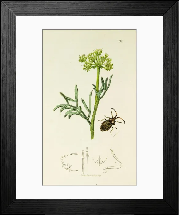 Framed Print : Curtis British Entomology Plate 174 Framed Print : Curtis British Entomology Plate 174