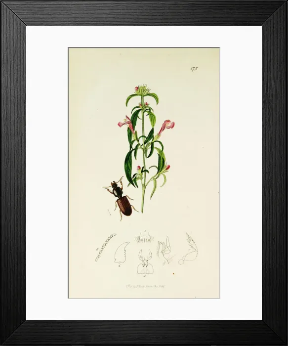 Framed Print : Curtis British Entomology Plate 175 Framed Print : Curtis British Entomology Plate 175