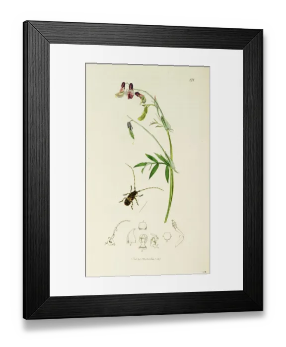 Framed Print : Curtis British Entomology Plate 172 Framed Print : Curtis British Entomology Plate 172