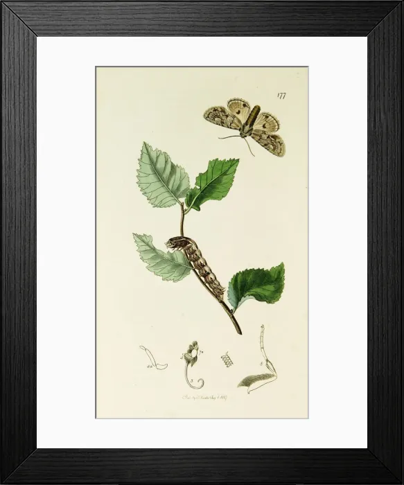 Framed Print : Curtis British Entomology Plate 177 Framed Print : Curtis British Entomology Plate 177