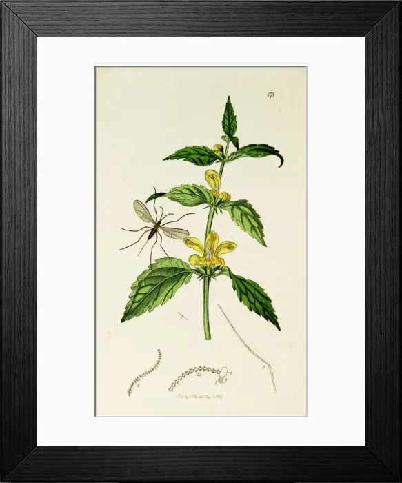 Framed Print : Curtis British Entomology Plate 178 Framed Print : Curtis British Entomology Plate 178