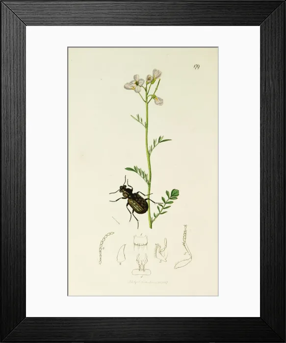 Framed Print : Curtis British Entomology Plate 179 Framed Print : Curtis British Entomology Plate 179