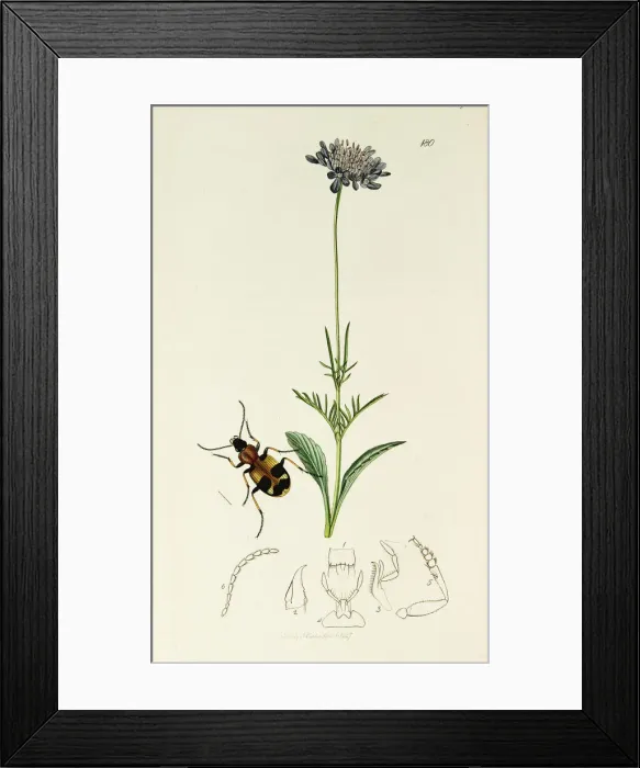 Framed Print : Curtis British Entomology Plate 180 Framed Print : Curtis British Entomology Plate 180