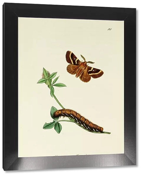Curtis British Entomology Plate 181