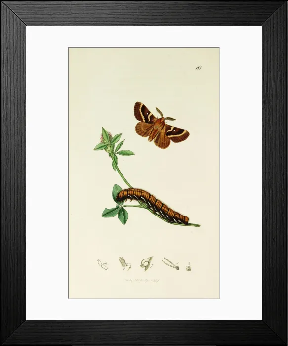 Framed Print : Curtis British Entomology Plate 181 Framed Print : Curtis British Entomology Plate 181