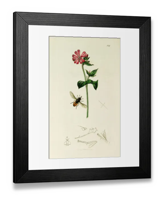 Framed Print : Curtis British Entomology Plate 182 Framed Print : Curtis British Entomology Plate 182