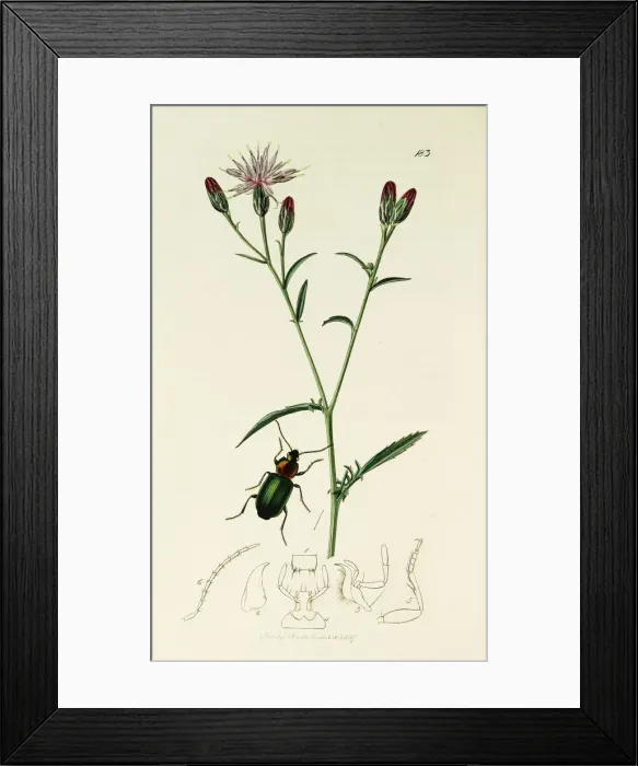 Framed Print : Curtis British Entomology Plate 183 Framed Print : Curtis British Entomology Plate 183