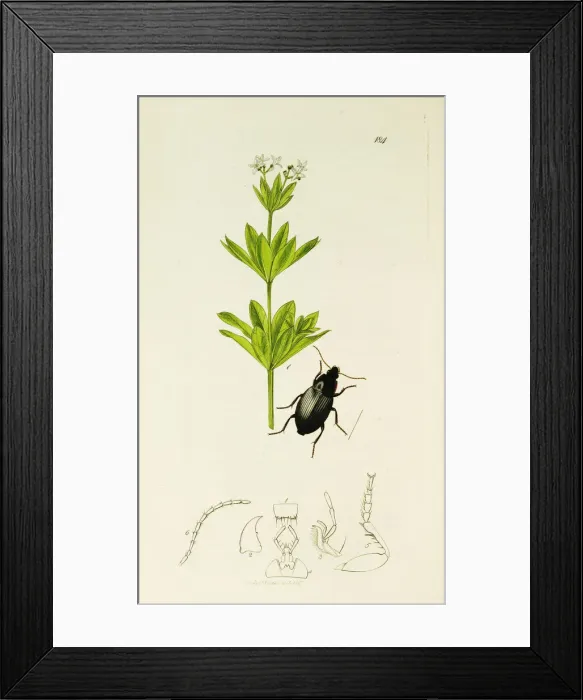 Framed Print : Curtis British Entomology Plate 184 Framed Print : Curtis British Entomology Plate 184