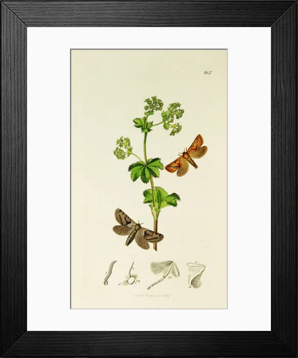 Framed Print : Curtis British Entomology Plate 185