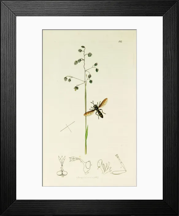 Framed Print : Curtis British Entomology Plate 186 Framed Print : Curtis British Entomology Plate 186