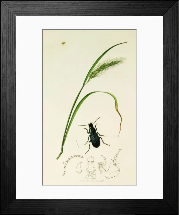 Framed Print : Curtis British Entomology Plate 187 Framed Print : Curtis British Entomology Plate 187