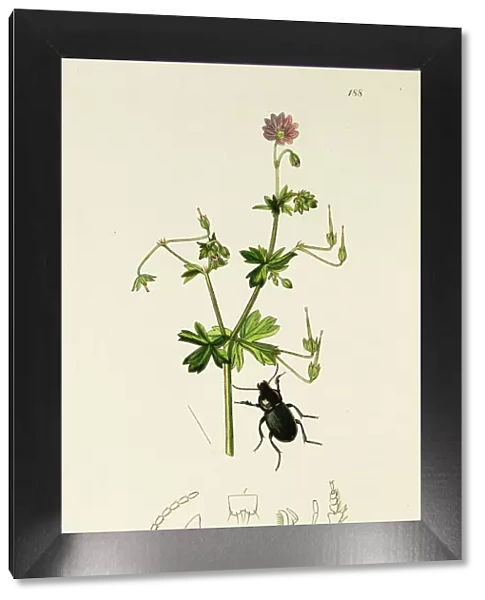 Curtis British Entomology Plate 188