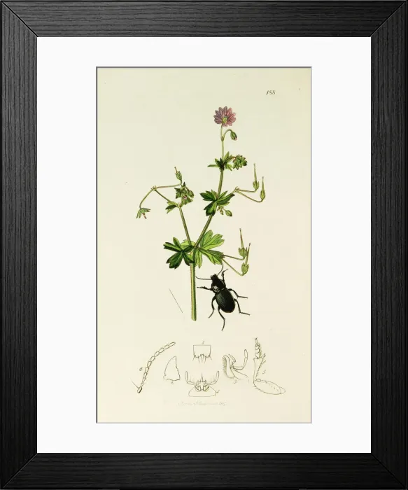 Framed Print : Curtis British Entomology Plate 188 Framed Print : Curtis British Entomology Plate 188