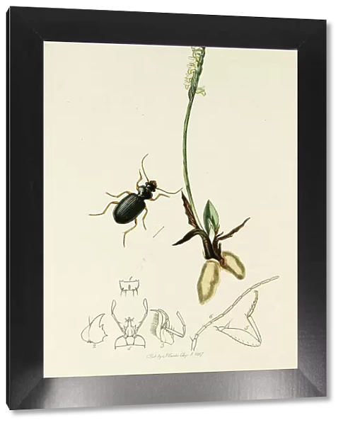 Curtis British Entomology Plate 176