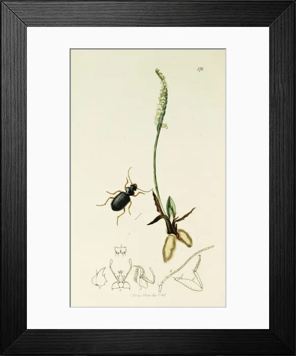 Framed Print : Curtis British Entomology Plate 176 Framed Print : Curtis British Entomology Plate 176