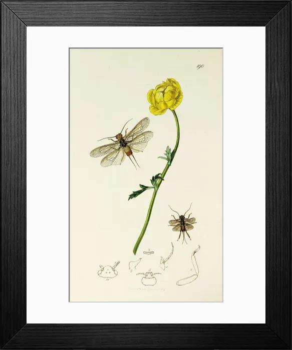 Framed Print : Curtis British Entomology Plate 190 Framed Print : Curtis British Entomology Plate 190