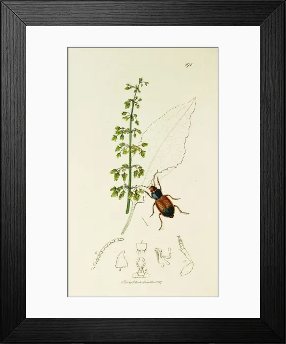 Framed Print : Curtis British Entomology Plate 191 Framed Print : Curtis British Entomology Plate 191