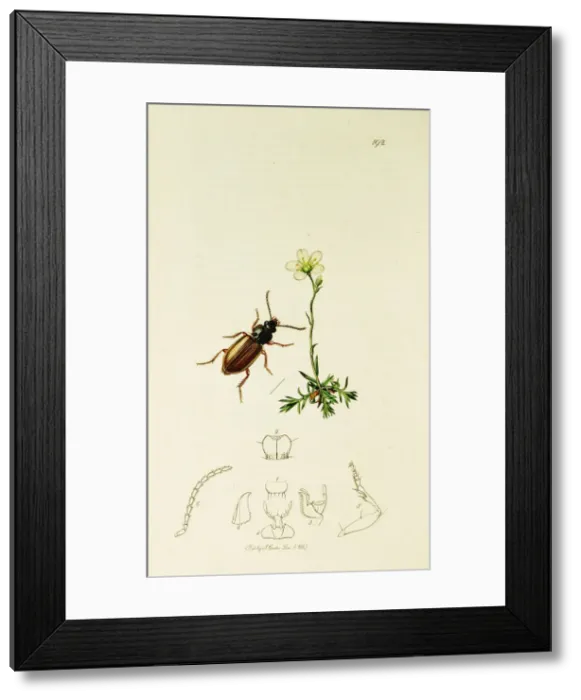 Framed Print : Curtis British Entomology Plate 192 Framed Print : Curtis British Entomology Plate 192