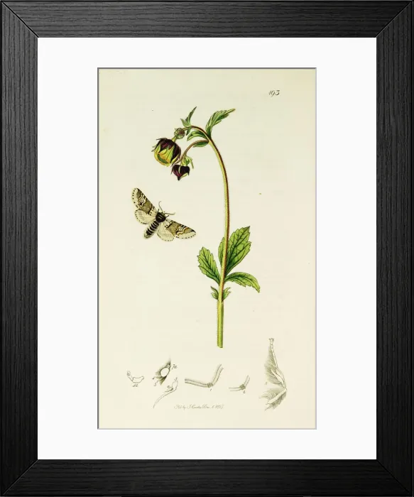 Framed Print : Curtis British Entomology Plate 193 Framed Print : Curtis British Entomology Plate 193