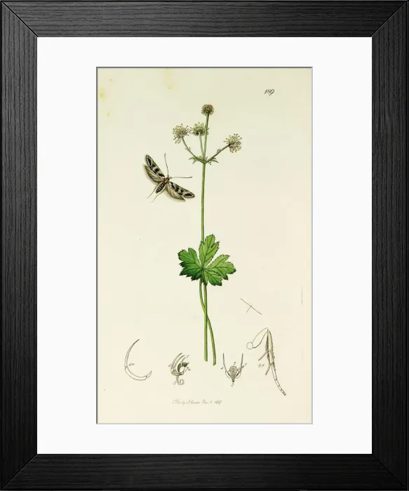 Framed Print : Curtis British Entomology Plate 189 Framed Print : Curtis British Entomology Plate 189