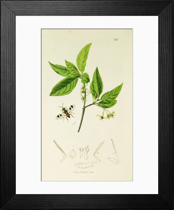 Framed Print : Curtis British Entomology Plate 194 Framed Print : Curtis British Entomology Plate 194