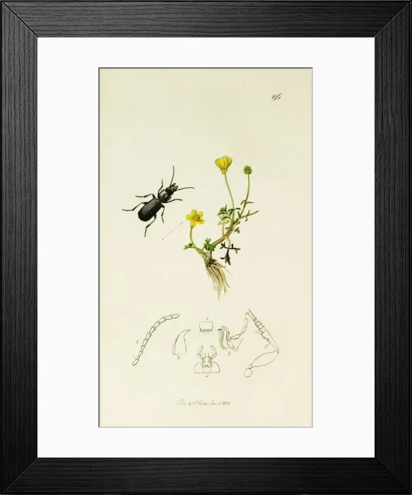 Framed Print : Curtis British Entomology Plate 196 Framed Print : Curtis British Entomology Plate 196