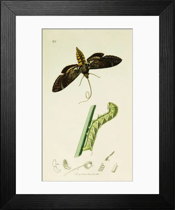 Framed Print : Curtis British Entomology Plate 195 Framed Print : Curtis British Entomology Plate 195