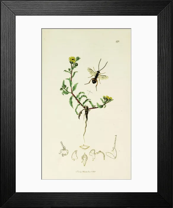 Framed Print : Curtis British Entomology Plate 198 Framed Print : Curtis British Entomology Plate 198