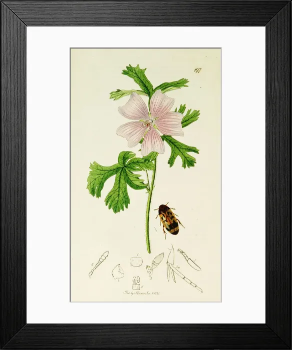 Framed Print : Curtis British Entomology Plate 197 Framed Print : Curtis British Entomology Plate 197