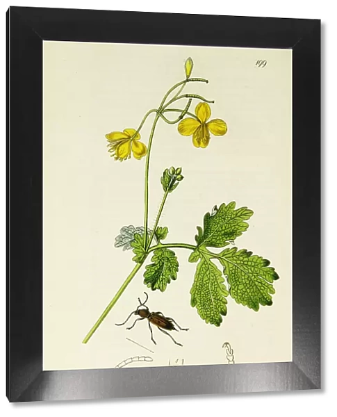 Curtis British Entomology Plate 199