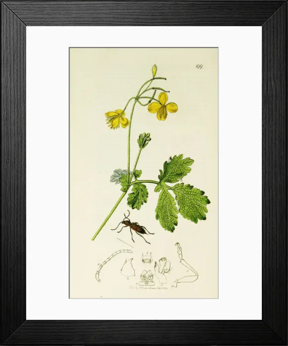 Framed Print : Curtis British Entomology Plate 199 Framed Print : Curtis British Entomology Plate 199