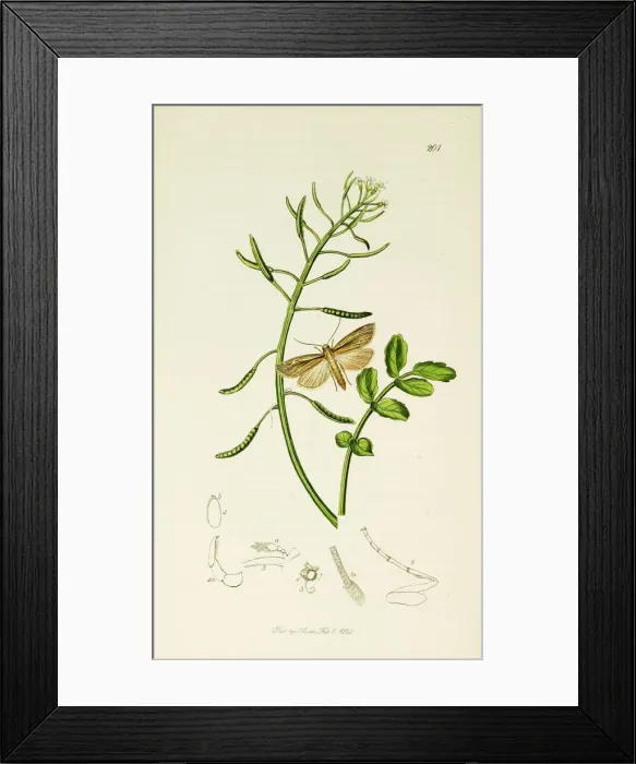 Framed Print : Curtis British Entomology Plate 201 Framed Print : Curtis British Entomology Plate 201