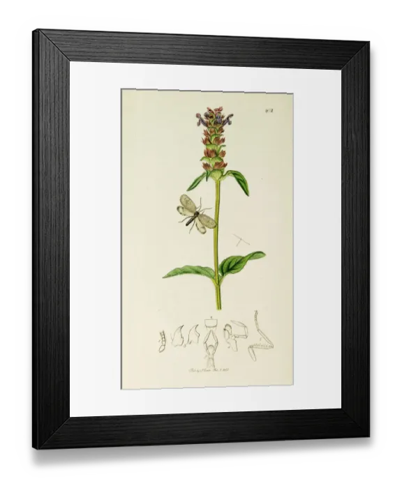 Framed Print : Curtis British Entomology Plate 202 Framed Print : Curtis British Entomology Plate 202