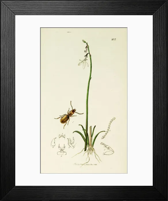 Framed Print : Curtis British Entomology Plate 203 Framed Print : Curtis British Entomology Plate 203