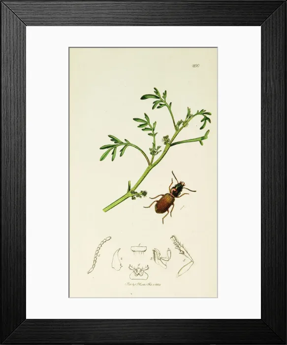 Framed Print : Curtis British Entomology Plate 200 Framed Print : Curtis British Entomology Plate 200