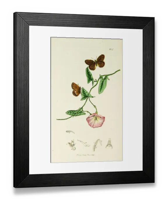 Framed Print : Curtis British Entomology Plate 205 Framed Print : Curtis British Entomology Plate 205