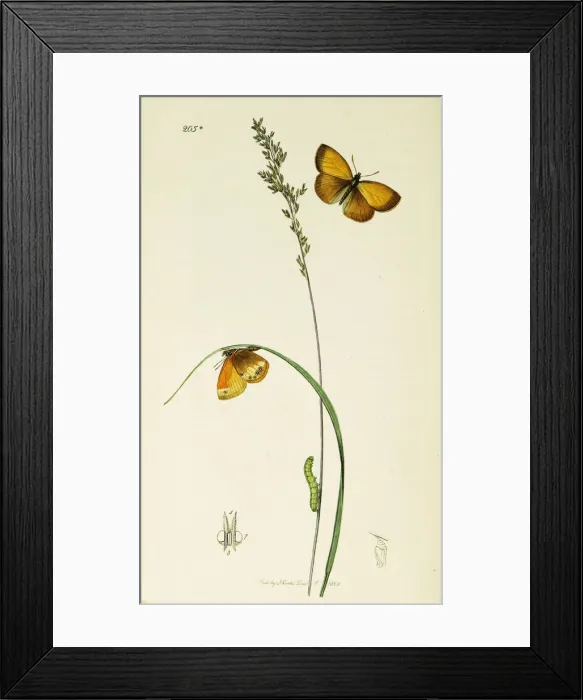 Framed Print : Curtis British Entomology Plate 205* Framed Print : Curtis British Entomology Plate 205*