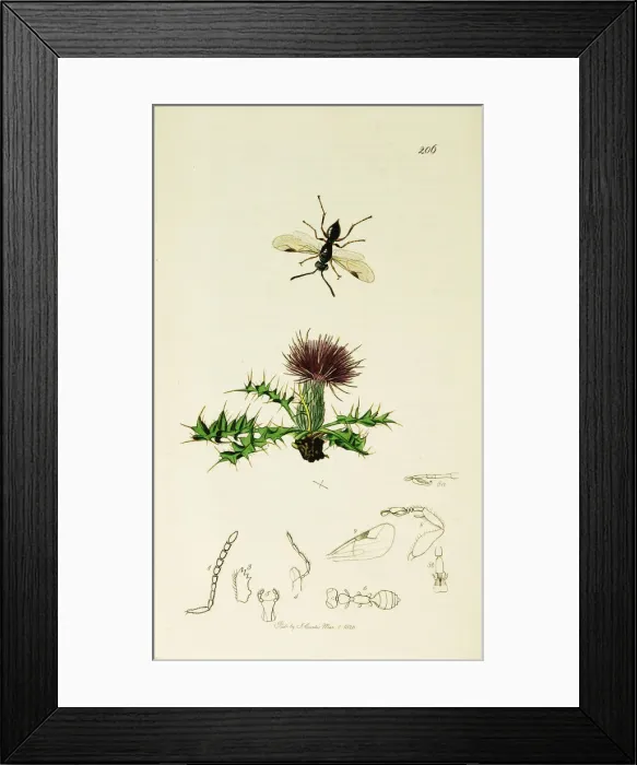Framed Print : Curtis British Entomology Plate 206 Framed Print : Curtis British Entomology Plate 206