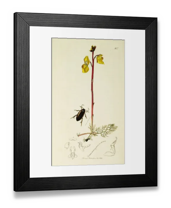 Framed Print : Curtis British Entomology Plate 207 Framed Print : Curtis British Entomology Plate 207