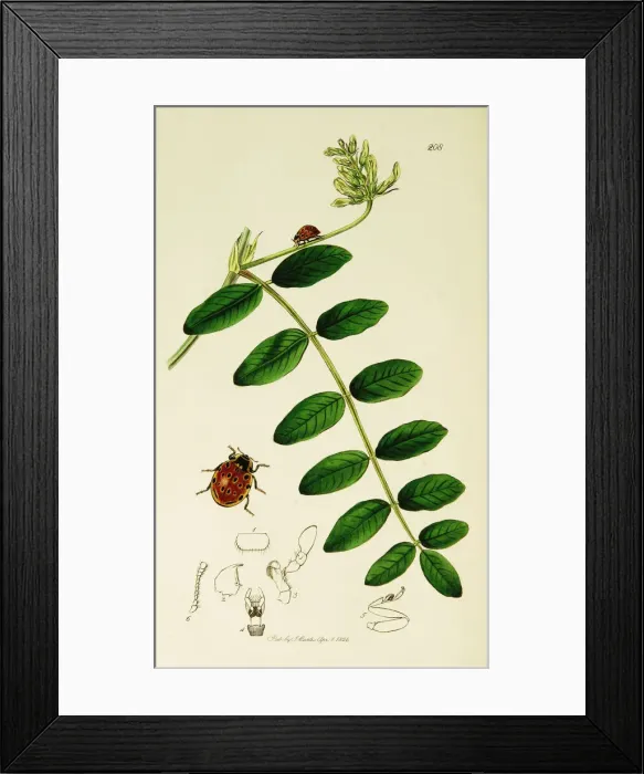 Framed Print : Curtis British Entomology Plate 208 Framed Print : Curtis British Entomology Plate 208