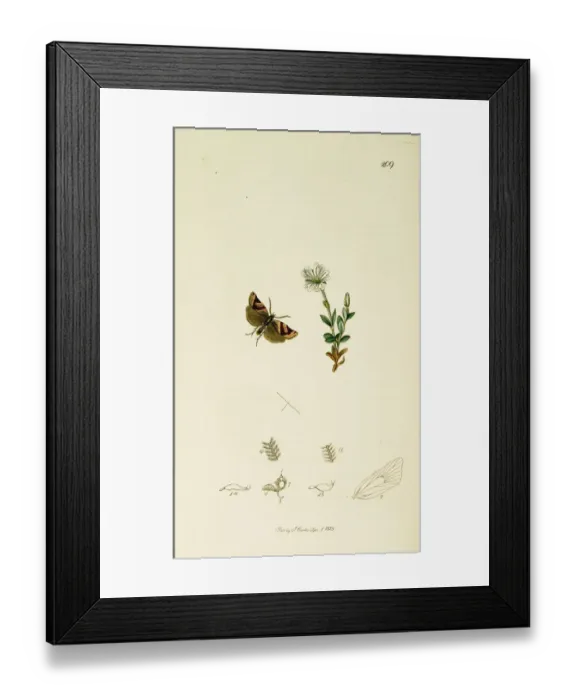 Framed Print : Curtis British Entomology Plate 209 Framed Print : Curtis British Entomology Plate 209