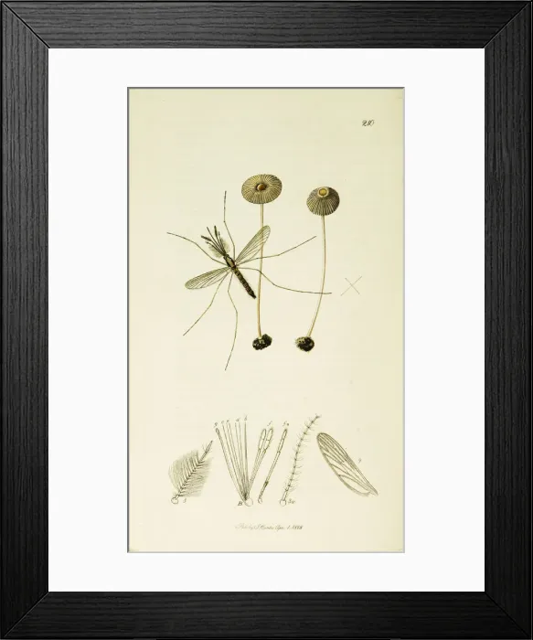 Framed Print : Curtis British Entomology Plate 210 Framed Print : Curtis British Entomology Plate 210