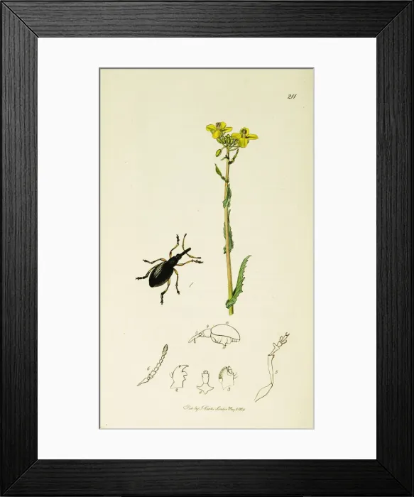 Framed Print : Curtis British Entomology Plate 211 Framed Print : Curtis British Entomology Plate 211