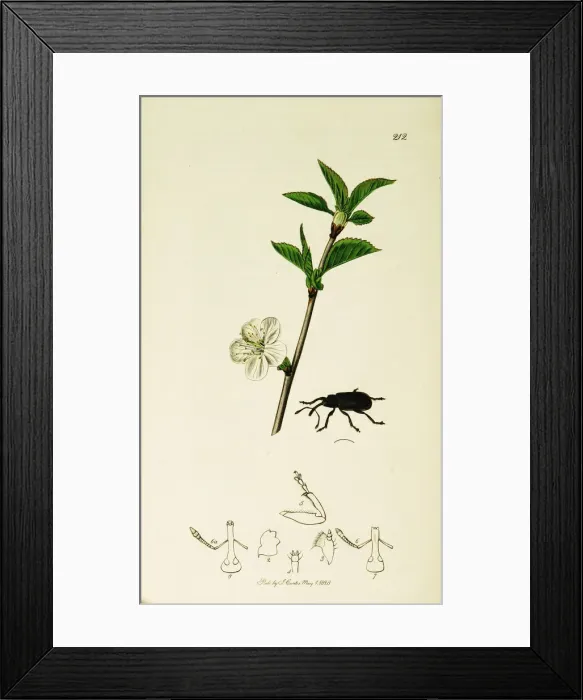 Framed Print : Curtis British Entomology Plate 212 Framed Print : Curtis British Entomology Plate 212