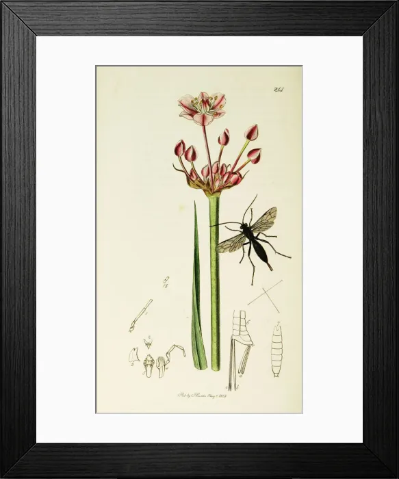 Framed Print : Curtis British Entomology Plate 214 Framed Print : Curtis British Entomology Plate 214
