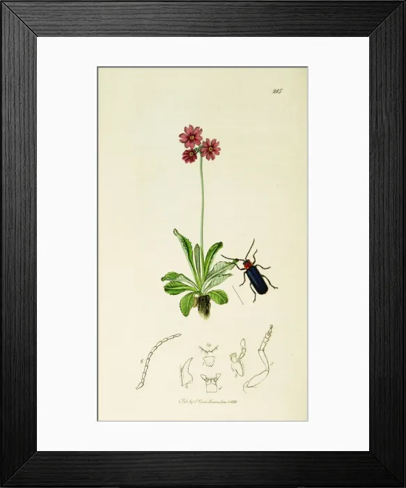 Framed Print : Curtis British Entomology Plate 215 Framed Print : Curtis British Entomology Plate 215